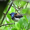 Lovely Fairly-wren from Eclipse to Bleeding<br />Canon EOS 6D + EF400 F5.6